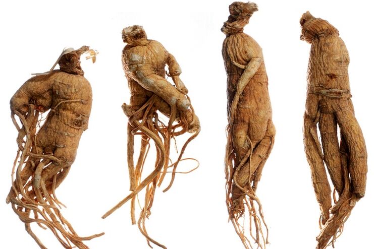 akar ginseng pikeun enlargement sirit
